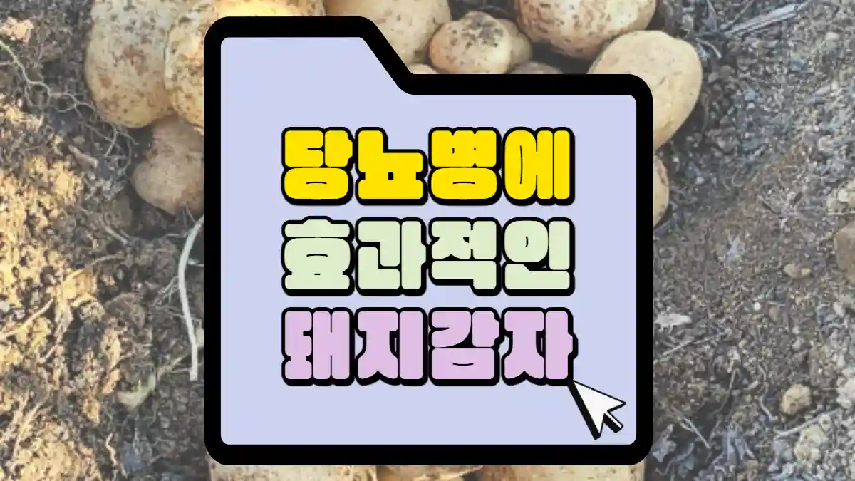 당뇨병에-효과적인-돼지감자-썸네일